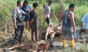 Sapi milik warga Kampung Waninggap Say yang telah dibunuh hingga membuat kegelisahan – Surya Papua/IST