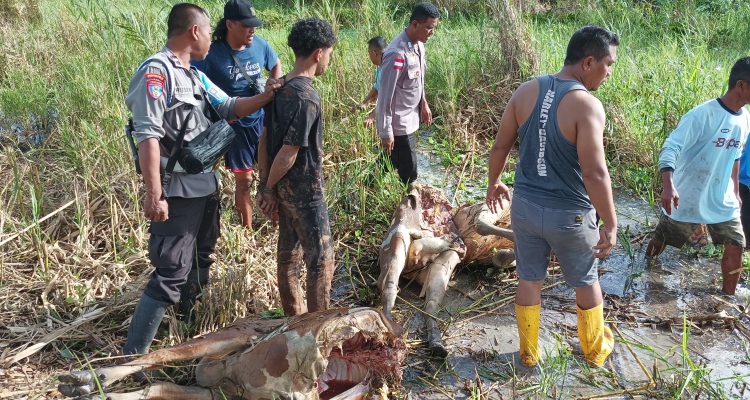 Sapi milik warga Kampung Waninggap Say yang telah dibunuh hingga membuat kegelisahan – Surya Papua/IST