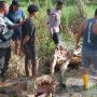 Sapi milik warga Kampung Waninggap Say yang telah dibunuh hingga membuat kegelisahan – Surya Papua/IST