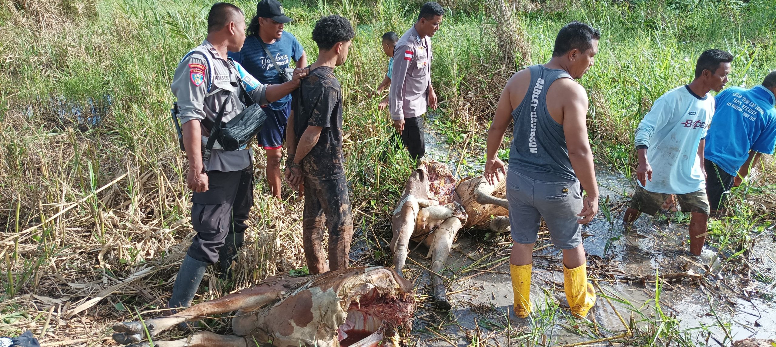 Sapi milik warga Kampung Waninggap Say yang telah dibunuh hingga membuat kegelisahan – Surya Papua/IST