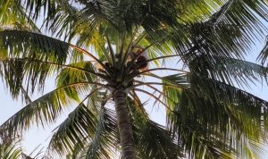 Pohon kelapa yang digantung jerigen untuk menampung sagero – Surya Papua/IST