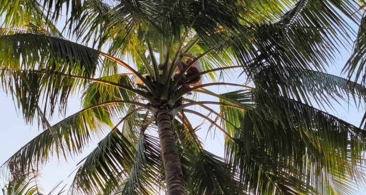 Pohon kelapa yang digantung jerigen untuk menampung sagero – Surya Papua/IST