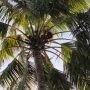 Pohon kelapa yang digantung jerigen untuk menampung sagero – Surya Papua/IST