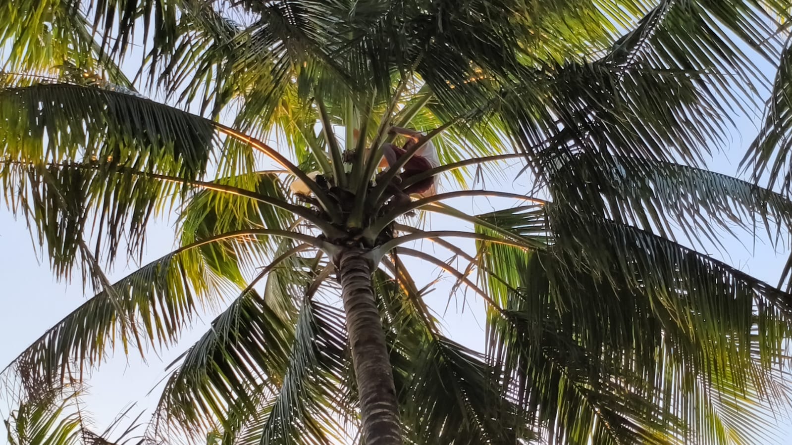 Pohon kelapa yang digantung jerigen untuk menampung sagero – Surya Papua/IST