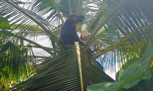 mayang 4 Pohon kelapa berbuah jerigen yang ditemukan aparat Polsek Kimaam saat melakukan operasi – Surya Papua/IST