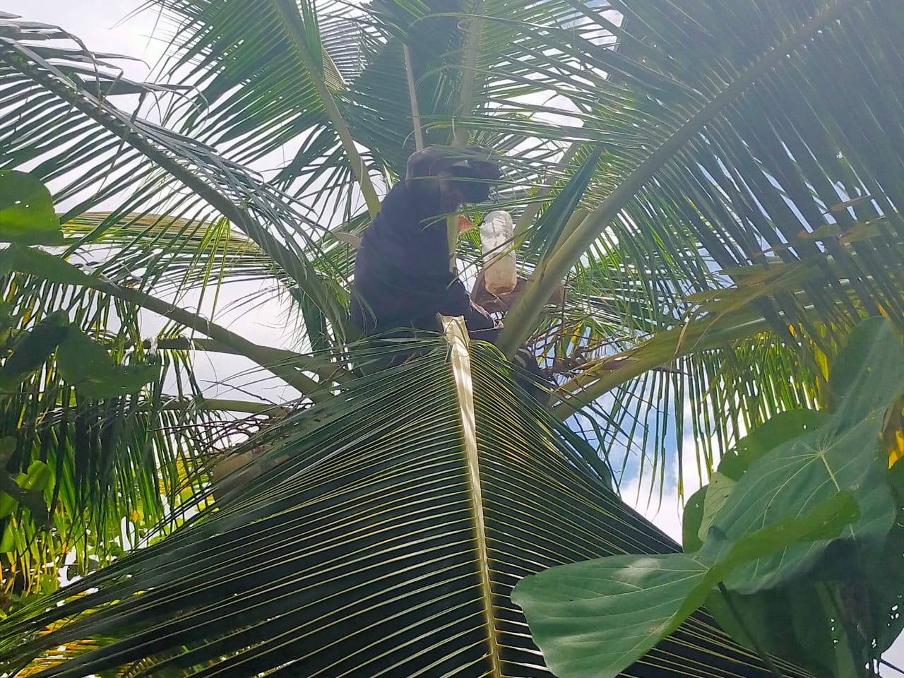 Pohon kelapa berbuah jerigen yang ditemukan aparat Polsek Kimaam saat melakukan operasi – Surya Papua/IST