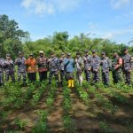 Peninjauan kedelai yang sudah ditanam, setelah sempat gagal ditanam masyarakat di Kampung Kumbe – Surya Papua/IST