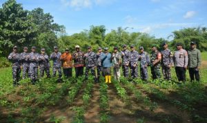 kedelai saja Peninjauan kedelai yang sudah ditanam, setelah sempat gagal ditanam masyarakat di Kampung Kumbe – Surya Papua/IST
