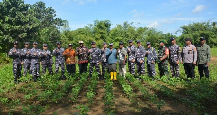 Peninjauan kedelai yang sudah ditanam, setelah sempat gagal ditanam masyarakat di Kampung Kumbe – Surya Papua/IST