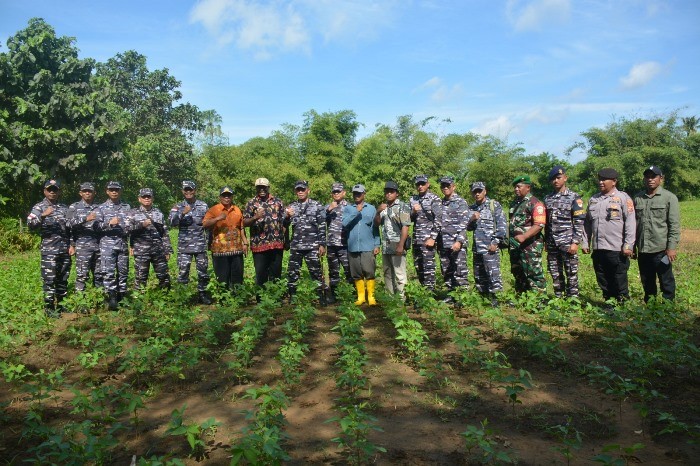 Peninjauan kedelai yang sudah ditanam, setelah sempat gagal ditanam masyarakat di Kampung Kumbe – Surya Papua/IST