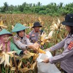 Kegiatan panen jagung diatas lahan 3 hektar di Kampung Sidomulyo, Distrik Semangga, Kabupaten Merauke – Surya Papua/IST