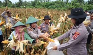 Kegiatan panen jagung diatas lahan 3 hektar di Kampung Sidomulyo, Distrik Semangga, Kabupaten Merauke – Surya Papua/IST