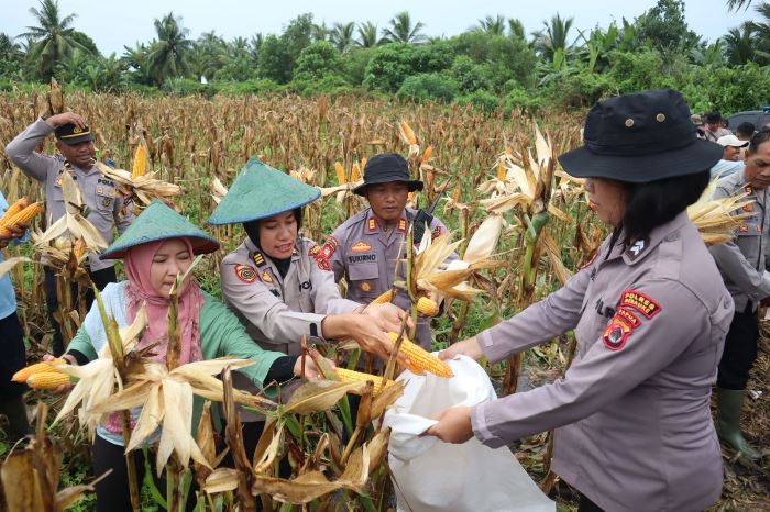 Kegiatan panen jagung diatas lahan 3 hektar di Kampung Sidomulyo, Distrik Semangga, Kabupaten Merauke – Surya Papua/IST