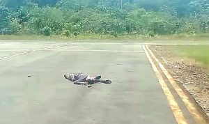 Co-pilot pesawat yang dibunuh KKB dan tergeletak di Bandara Korowai, Kabupaten Boven Digoel – Surya Papua/IST