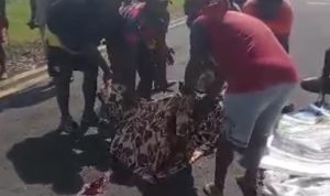 Pilot yang dibunuh di Bandara Korowai sedang dievakuasi masyarakat setempat – Surya Papua/IST