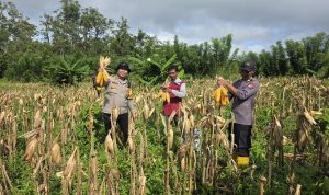 pipil 2 Kegiatan panen jagung polisi bersama masyarakat di Kampung Kandrakai, Distrik Muting – Surya Papua/IST