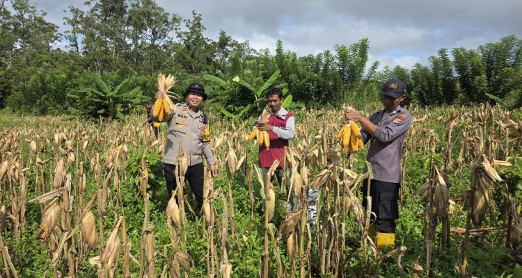 Kegiatan panen jagung polisi bersama masyarakat di Kampung Kandrakai, Distrik Muting – Surya Papua/IST