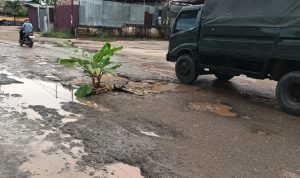 Anakan pohon pisang yang ditanam warga di Jalan Polder, Kelurahan Maro, Kabupaten Merauke – Surya Papua/IST
