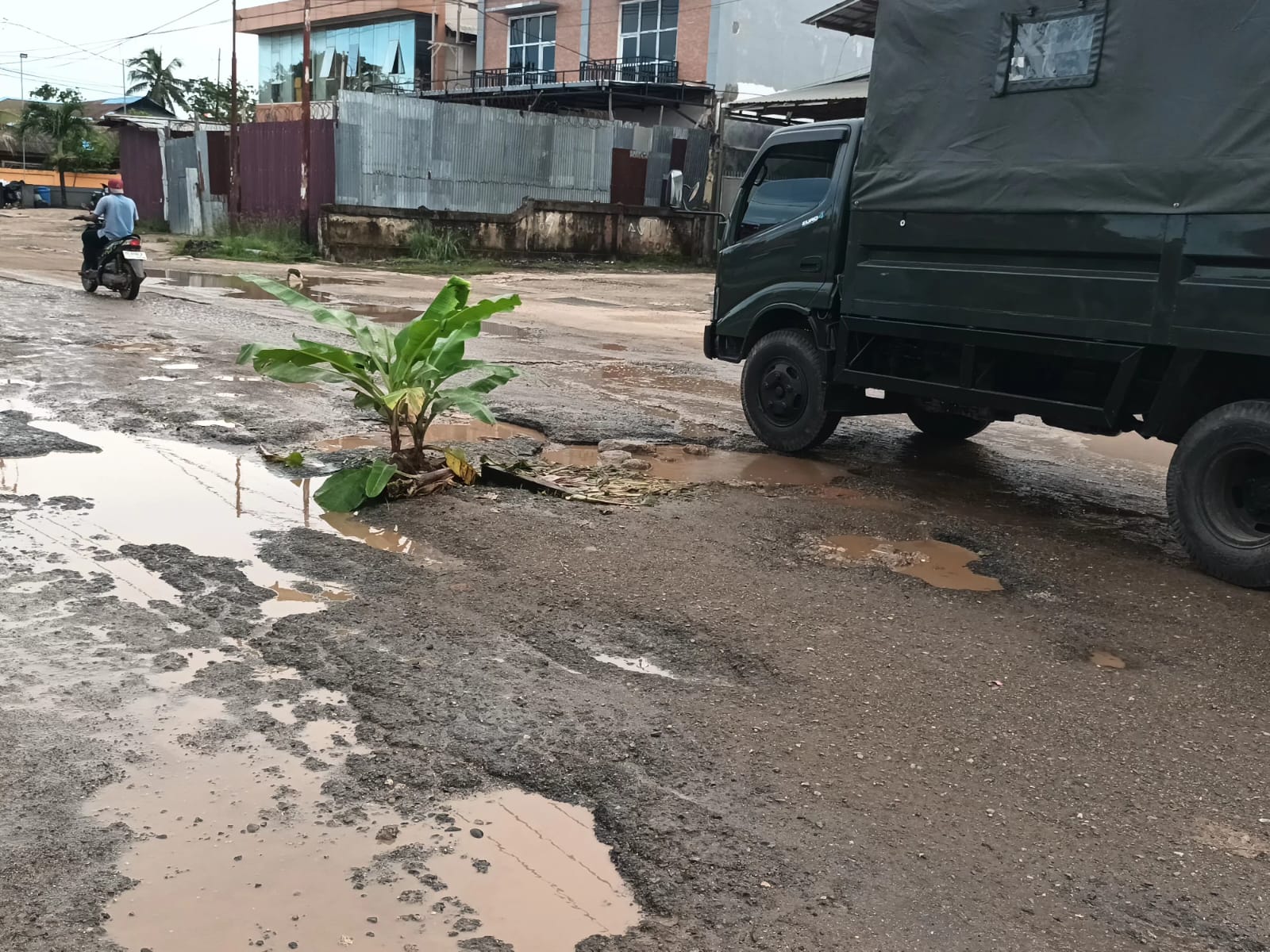 Anakan pohon pisang yang ditanam warga di Jalan Polder, Kelurahan Maro, Kabupaten Merauke – Surya Papua/IST