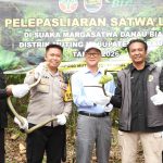 Pelepasliaran sejumlah satwa di Danau Bian Merauke yang berlangsung kemarin siang – Surya Papua/IST