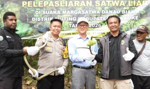 Pelepasliaran sejumlah satwa di Danau Bian Merauke yang berlangsung kemarin siang – Surya Papua/IST