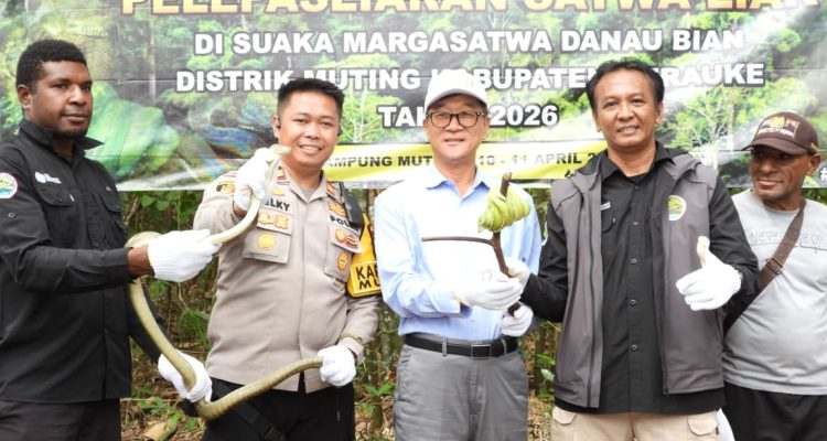 Pelepasliaran sejumlah satwa di Danau Bian Merauke yang berlangsung kemarin siang – Surya Papua/IST