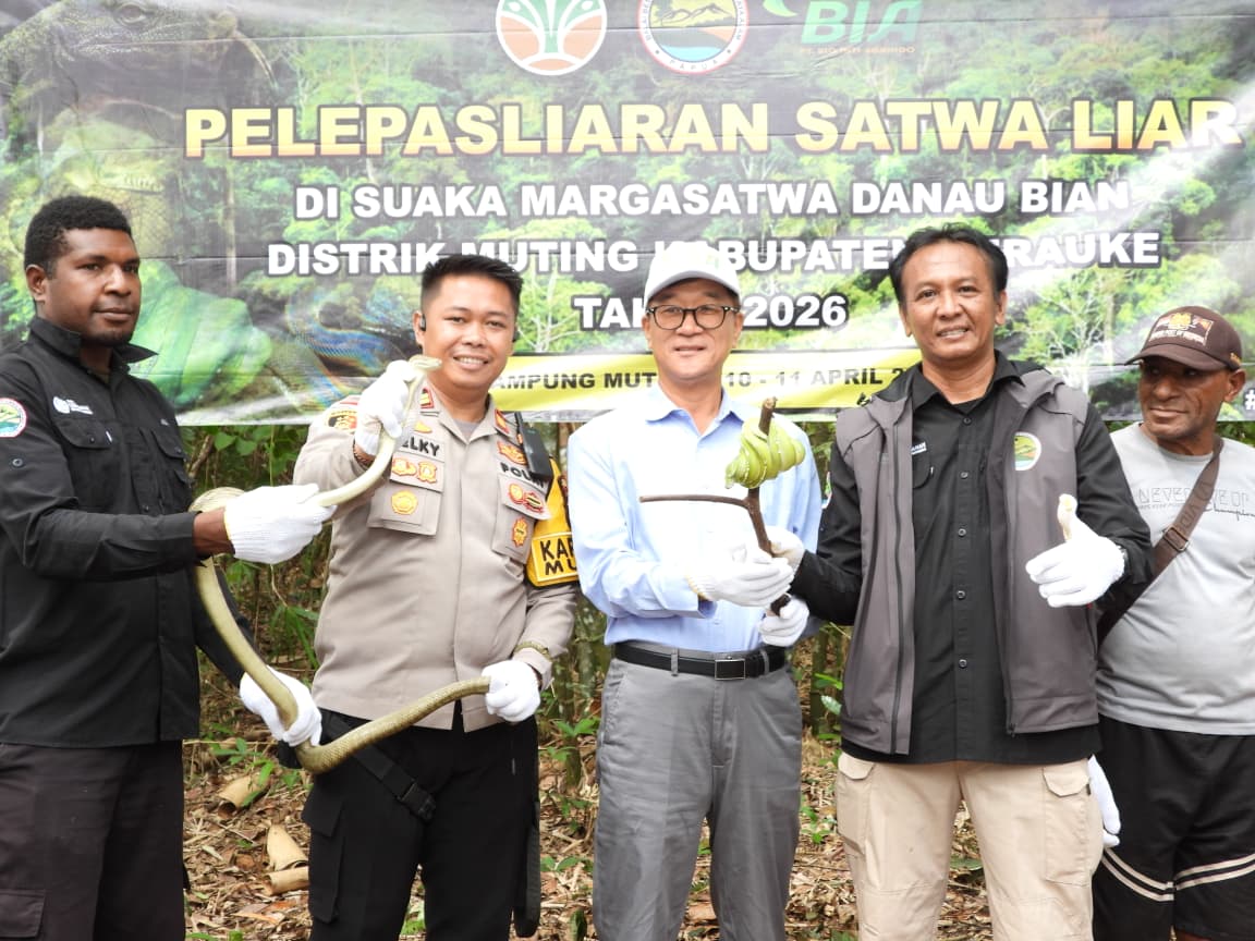 Pelepasliaran sejumlah satwa di Danau Bian Merauke yang berlangsung kemarin siang – Surya Papua/IST