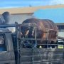 Dua dari belasan sapi qurban dari Pemprov Papua Selatan kepada umat Islam – Surya Papua/IST