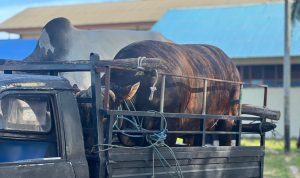 sapi 8-- Dua dari belasan sapi qurban dari Pemprov Papua Selatan kepada umat Islam – Surya Papua/IST