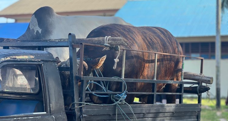 Dua dari belasan sapi qurban dari Pemprov Papua Selatan kepada umat Islam – Surya Papua/IST