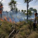 Kegiatan pemadaman lahan di Kurik, Kabupaten Merauke oleh anggota polisi – Surya Papua/IST