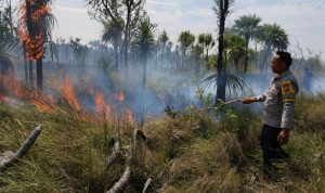 lahan 7 Kegiatan pemadaman lahan di Kurik, Kabupaten Merauke oleh anggota polisi – Surya Papua/IST