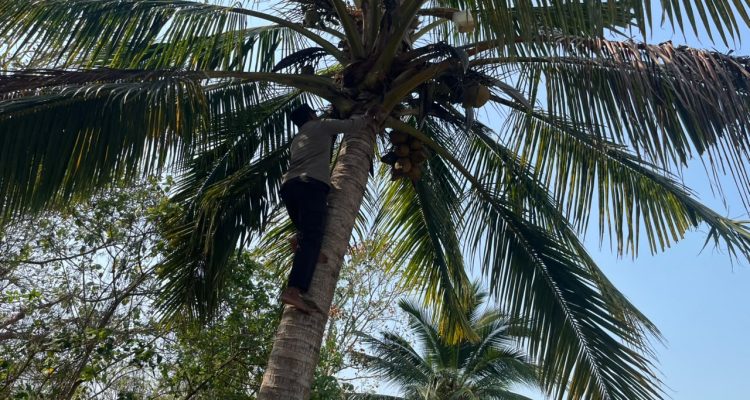Salah seorang anggota di Polsek Naukenjerai memanjat pohon menurunkan sagero yang ditampung di jerigen – Surya Papua/IST
