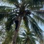 Salah seorang anggota di Polsek Naukenjerai memanjat pohon menurunkan sagero yang ditampung di jerigen – Surya Papua/IST