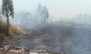 Kebakaran lahan sekitar 1 hektar di Kampung Waninggap Miraf – Surya Papua/IST